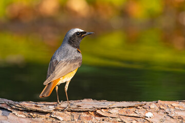 Pleszka (Phoenicurus phoenicurus) © Grzegorz