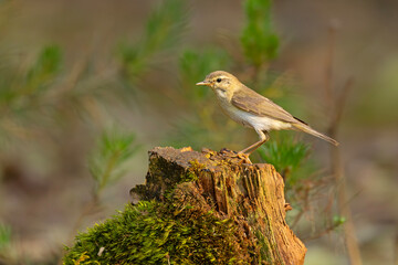 Piecuszek (Phylloscopus trochilus) © Grzegorz