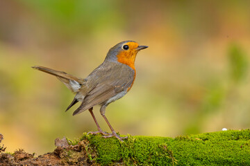 Rudzik (Erithacus rubecula) © Grzegorz