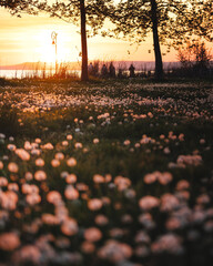 View on lake Balaton in spring