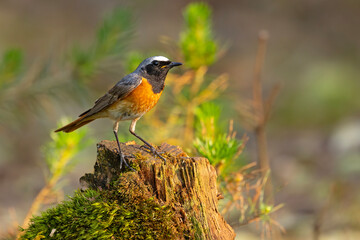 Pleszka (Phoenicurus phoenicurus) © Grzegorz