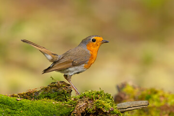Rudzik (Erithacus rubecula) © Grzegorz
