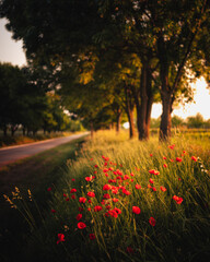 Wonderful poppy flowers in the field in spring
