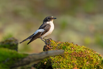 Muchołówka żałobna (Ficedula hypoleuca) © Grzegorz