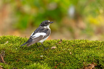 Muchołówka żałobna (Ficedula hypoleuca) © Grzegorz