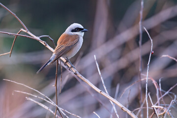 Gąsiorek, dzierzba gąsiorek (Lanius collurio) © Grzegorz