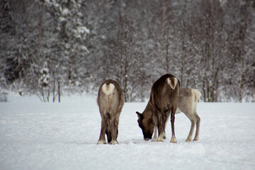 Three reindeers on a row