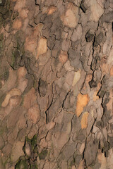 background of sycamore bark
