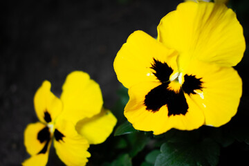 small flowers on a flower bed