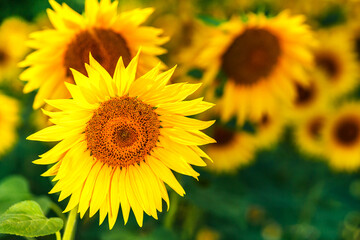 Obraz premium Agricultural field with yellow sunflowers against the sky with clouds.Sunflower field.Gold sunset. Sunflower closeup.Agrarian industry. Photo of cultivation land.flowers image