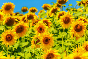 Fototapeta premium Agricultural field with yellow sunflowers against the sky with clouds.Sunflower field.Gold sunset. Sunflower closeup.Agrarian industry. Photo of cultivation land.flowers image