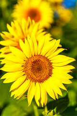 Agricultural field with yellow sunflowers against the sky with clouds.Sunflower field.Gold sunset. Sunflower closeup.Agrarian industry. Photo of cultivation land.flowers image