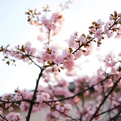 Fototapeta premium cherry blossom tree with pink flowers in full bloom, taken from a low angle looking up