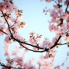 Obraz premium cherry blossom tree with pink flowers in full bloom, taken from a low angle looking up
