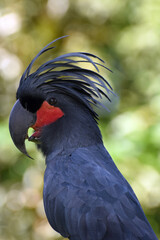 The palm cockatoo (Probosciger aterrimus), also known as the goliath cockatoo or great black...