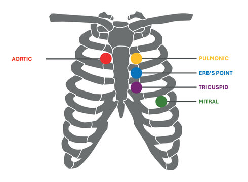 Heart sounds auscultation points. Five auscultation points of the heart. Aortic are, pulmonic area, Erb's point, tricuspid and mitral area. The place where murmurs are best heard on the chest wall.