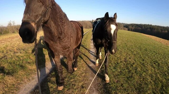 Two horses outdoors in nature. Trail ride and walk with horses
