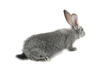 Fluffy grey rabbit on white background. Cute pet