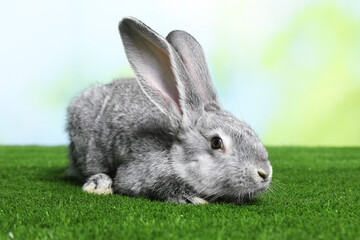 Fluffy grey rabbit on green grass outdoors