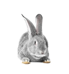 Fluffy grey rabbit on white background. Cute pet