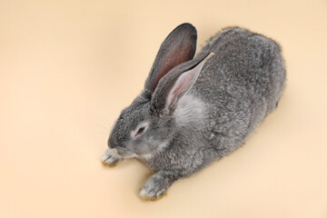 Naklejka premium Fluffy grey rabbit on beige background, space for text. Cute pet