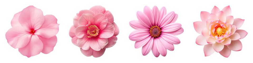 PNG Pink floral variety collection, element set on transparent background