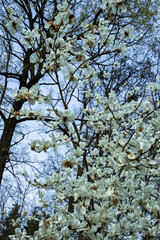  A magnolia tree covered in white blossoms with branches stretching towards the sky, surrounded by lush foliage and blue sky.  