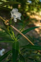 Close-up of a delicate white oleander flower blooming on a slender branch, surrounded by narrow...