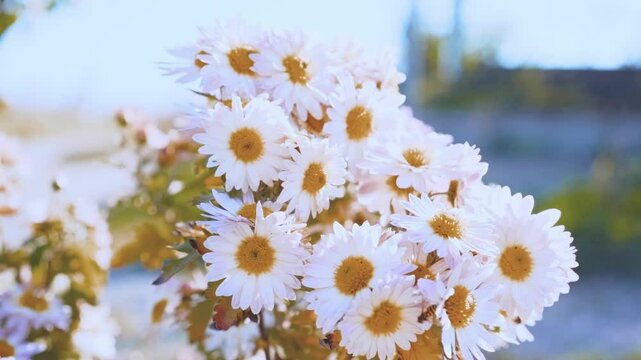 Beautiful blooming daisies swaying gently in the warm sunlight at a serene outdoor location during spring