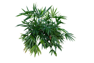 Bamboo palm or lady palm (Rhapis excelsa) is used for gardening or planted as an ornamental plant in buildings. It is the main plant in gardening, isolated on a white background with a clipping path.