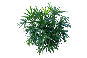 Bamboo palm or lady palm (Rhapis excelsa) is used for gardening or planted as an ornamental plant in buildings. It is the main plant in gardening, isolated on a white background with a clipping path.
