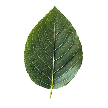 A high-resolution close-up of a deep green leaf with clearly visible veins and rich texture