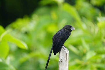 
The smooth-billed ani (Crotophaga ani) is a large near passerine bird in the cuckoo family....
