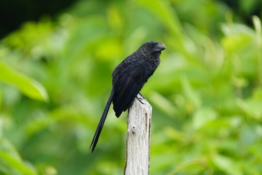 
The smooth-billed ani (Crotophaga ani) is a large near passerine bird in the cuckoo family. Baturit&eacute; Cear&aacute;, Brazil
