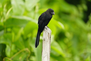 
The smooth-billed ani (Crotophaga ani) is a large near passerine bird in the cuckoo family....