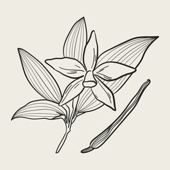 Elegant vanilla branch drawing. Detailed illustration in hand drawn doodle sketch style. Black minimalist line art  flower element for cosmetics, botanical decor, wedding invitations, cooking.