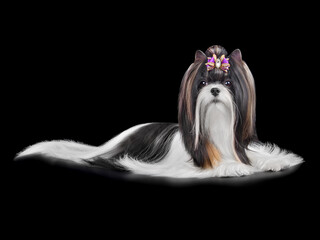 Lying beautiful Biewer Terrier dog