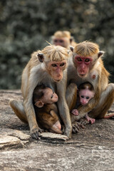 Naklejka premium monkeys in the wild, sri lanka