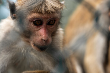 Obraz premium monkeys in the wild, sri lanka