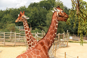 Giraffes in the zoo. Bristol Zoo.