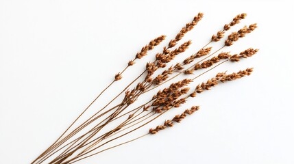 Professional Top View of Small Delicate Dry Flowers on Long Stem
