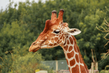 Portrait of a giraffe on a green background.