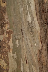 tree bark texture