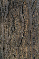 Obraz premium bark of a tree
