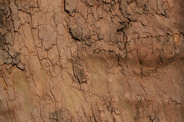 old wood texture, bark background 