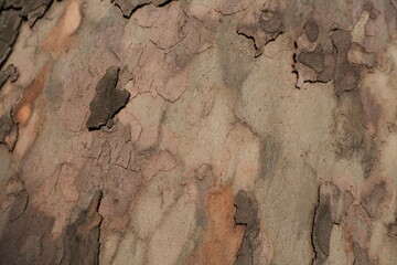 bark of a tree