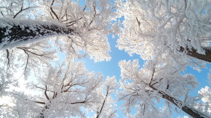 Aerial view of a snowy forest with trees under a clear blue sky.