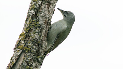 woodpecker on tree