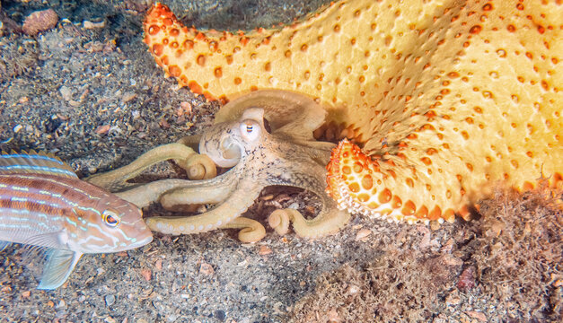Atlantic Long Arm Octopus (Macrotritopus defilippi) at Blue Heron Bridge, Riviera Beach, Florida