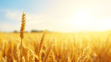 Golden wheat field under a bright sun with clear sky, symbolizing harvest and agriculture